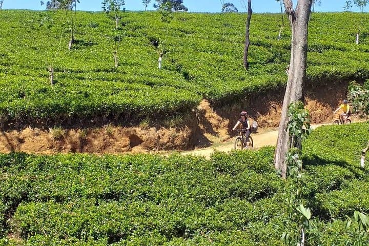 Cycle From Nuwara Eliya to Hatton: Tea-Field Descent and Scenic Train Return photo 4