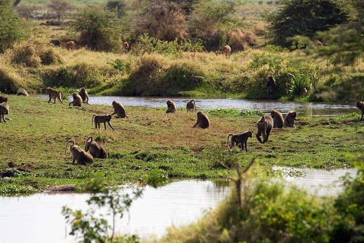 Lake Manyara Day Tour: Tree-Climbing Lions, Birdlife & Rift-Wall Views