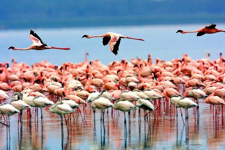 Lake Manyara Day Safari: Tree-Climbing Lions, Flamingos & Rift-Edge Views photo 4