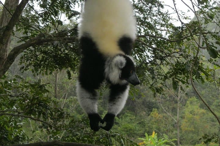Weekend Wildlife: Andasibe Two-Day Madagascar Lemur & Reptile Tour