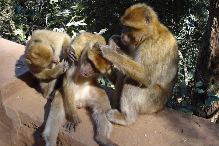 Ouzoud Waterfalls Day Trip from Marrakech: Hike, Swim & Meet the Monkeys photo 3