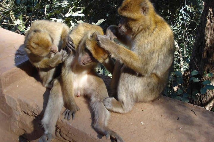 Ouzoud Waterfalls Day Trip from Marrakech: Hiking, Swimming & Monkeys photo 4