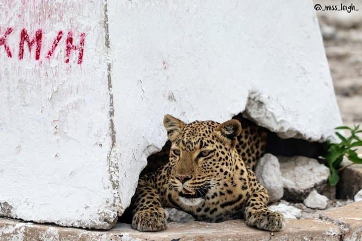 4-Day Etosha & Swakopmund Accommodated Safari from Windhoek