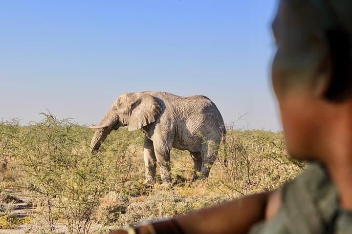 6-Day Dunes and Wildlife Safari from Windhoek — Sossusvlei to Etosha photo 4