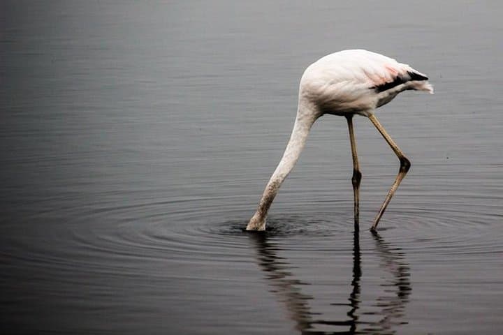 4-Day Etosha & Swakopmund Accommodated Safari from Windhoek photo 6