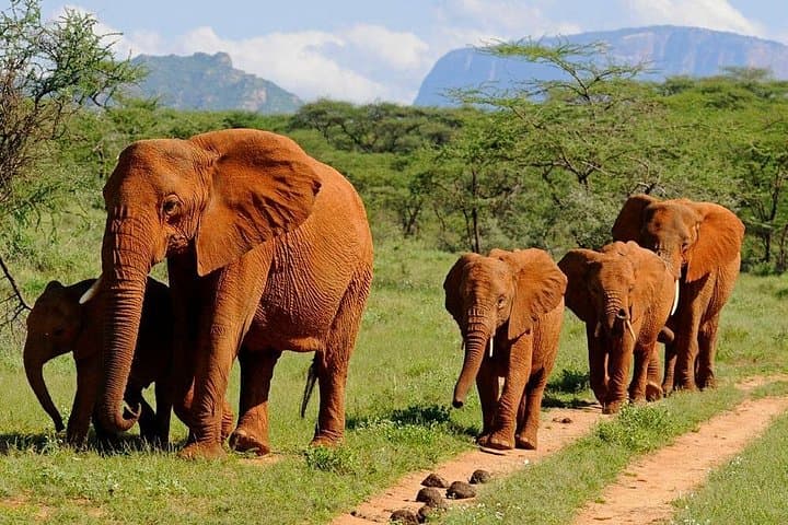 4-Day Amboseli & Tsavo Safari: Private Wildlife Tour from Nairobi photo 3