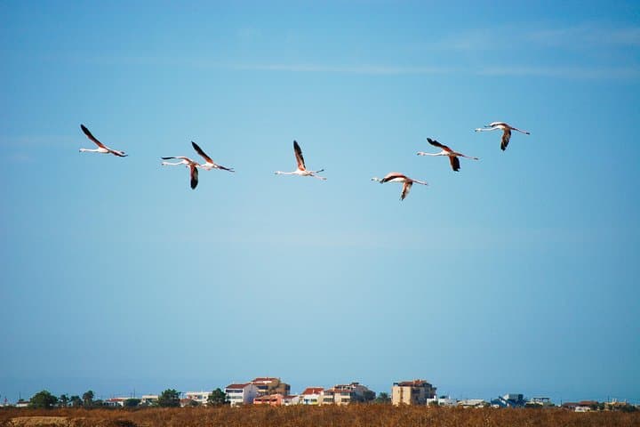 Segway Birdwatching in Ria Formosa: Faro Lagoon Wildlife Tour photo 2