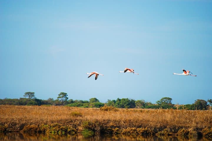 Segway Birdwatching in Ria Formosa: Faro Lagoon Wildlife Tour photo 4