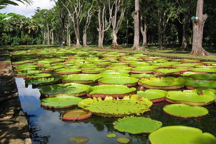 North Mauritius Full-Day Private Tour — Port Louis, Pamplemousses & Cap Malheureux photo 6