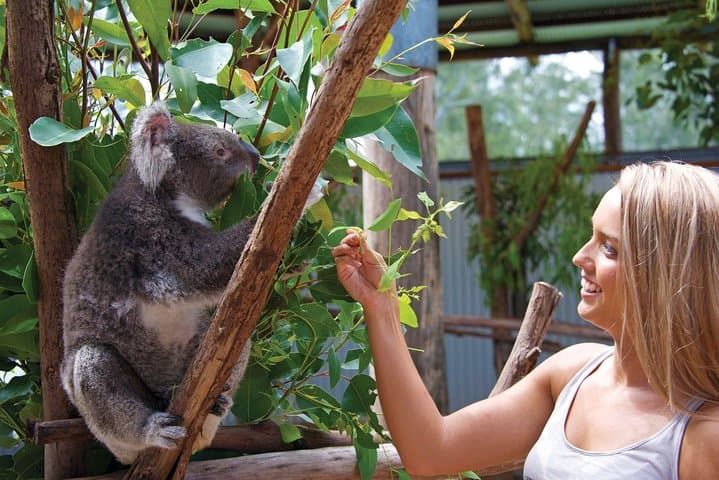 Blue Mountains Private Guided Tour from Sydney — Scenic World, Three Sisters & Wentworth Falls photo 3
