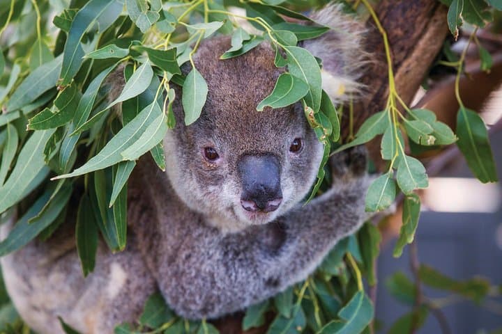 Blue Mountains Private Guided Tour from Sydney — Scenic World, Three Sisters & Wentworth Falls photo 4