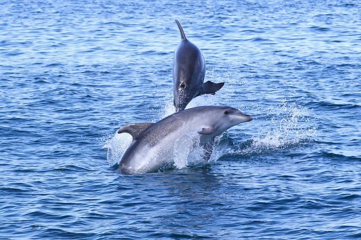 Vilamoura Dolphin Search: Dolphin Quest Boat Tour & Wild Dolphin Watching photo 2
