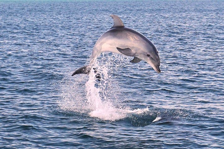 Vilamoura Dolphin Search: Dolphin Quest Boat Tour & Wild Dolphin Watching photo 3