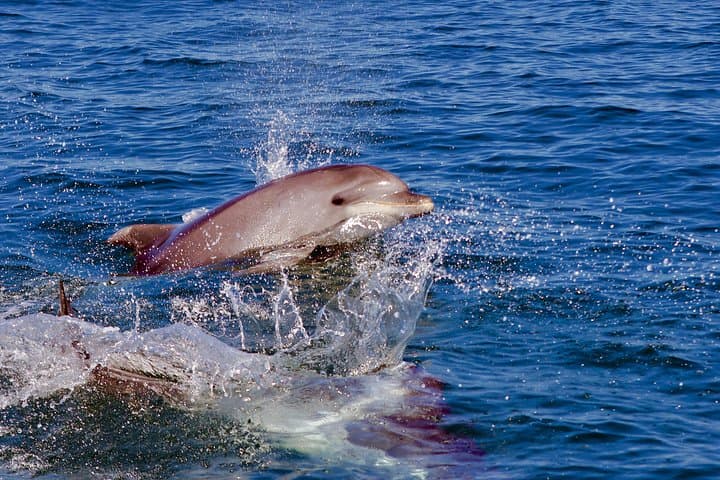 Vilamoura Dolphin Search: Dolphin Quest Boat Tour & Wild Dolphin Watching photo 5