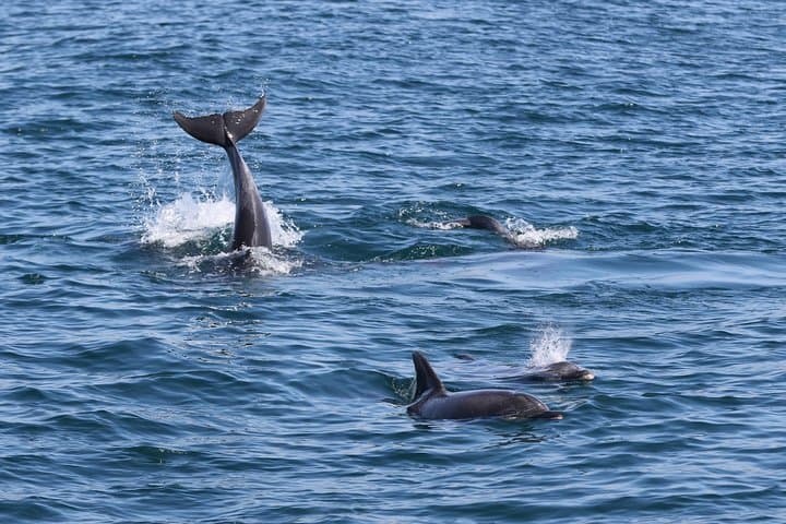Vilamoura Dolphin Search: Dolphin Quest Boat Tour & Wild Dolphin Watching photo 6
