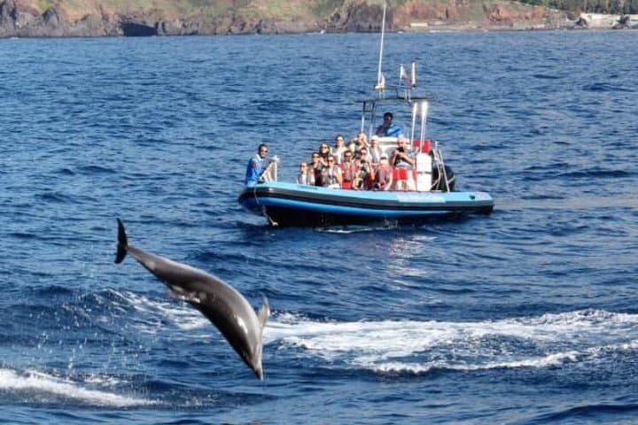 Funchal Sea Safari: High-Speed Dolphin, Whale & Turtle Watching photo 4
