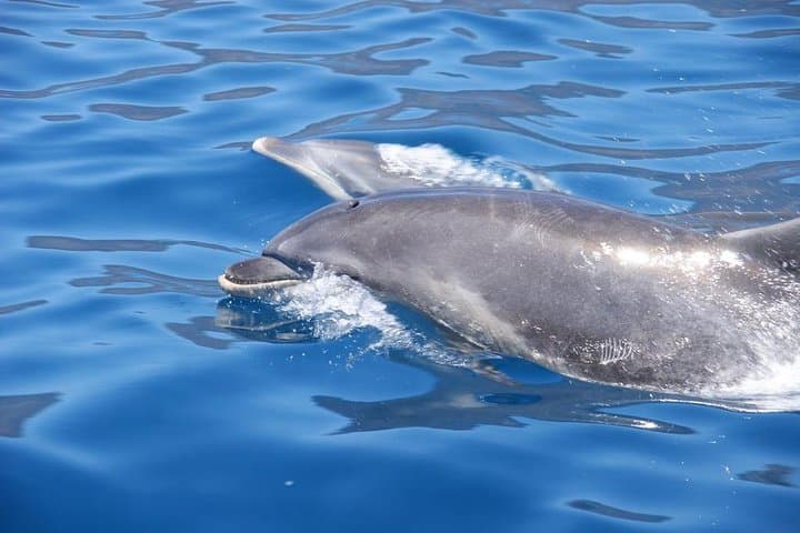 Funchal Sea Safari: High-Speed Dolphin, Whale & Turtle Watching photo 5