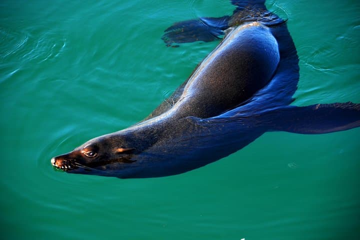 Cape Point & Boulders Penguin Tour from Cape Town — Cape of Good Hope Day Trip photo 3