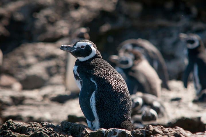 Chiloe Island & Puñihuil Penguins: Full-Day Tour from Puerto Montt