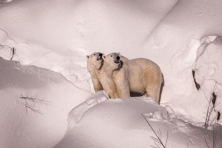 Visit Ranua Zoo: Arctic Wildlife Close-Up Near Rovaniemi photo 1