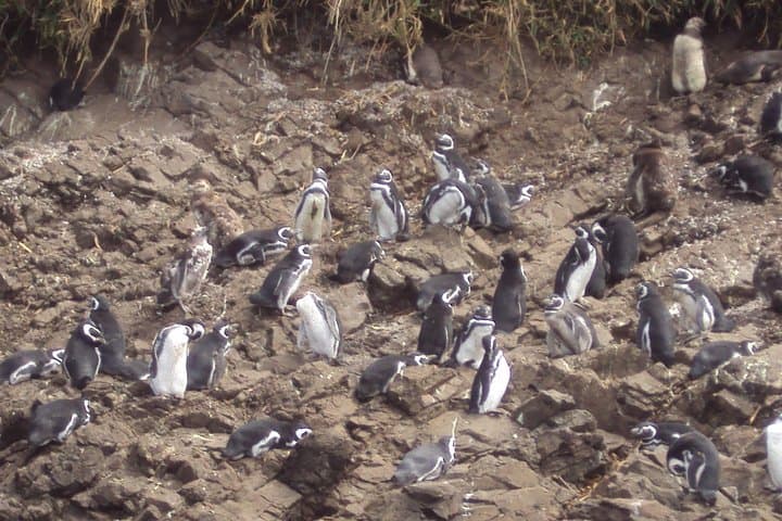 Chiloe Island & Puñihuil Penguins: Full-Day Tour from Puerto Montt photo 4