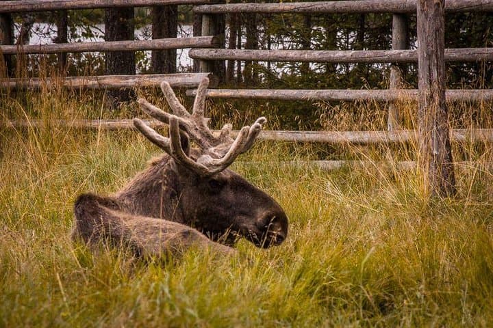 Visit Ranua Zoo: Arctic Wildlife Close-Up Near Rovaniemi photo 2