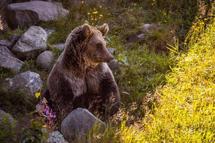 Visit Ranua Zoo: Arctic Wildlife Close-Up Near Rovaniemi photo 3