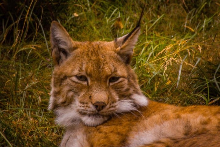 Visit Ranua Zoo: Arctic Wildlife Close-Up Near Rovaniemi photo 4