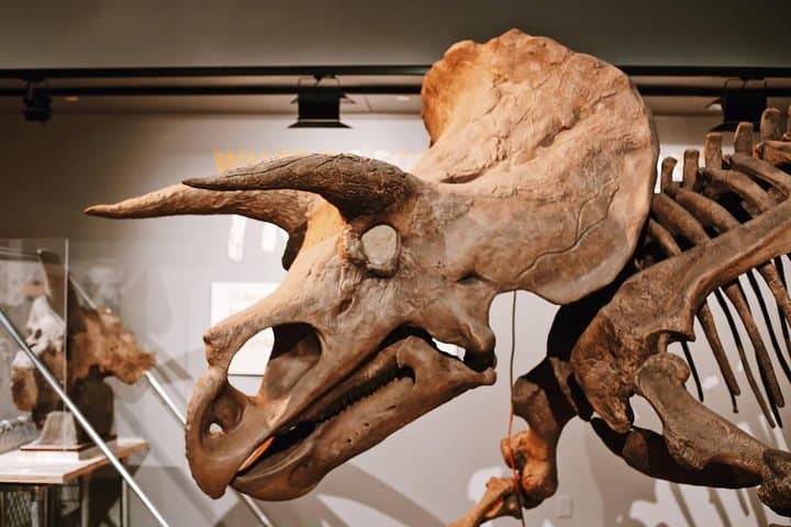 Smithsonian National Museum of Natural History Small-Group Tour: Highlights & Practical Guide photo 5