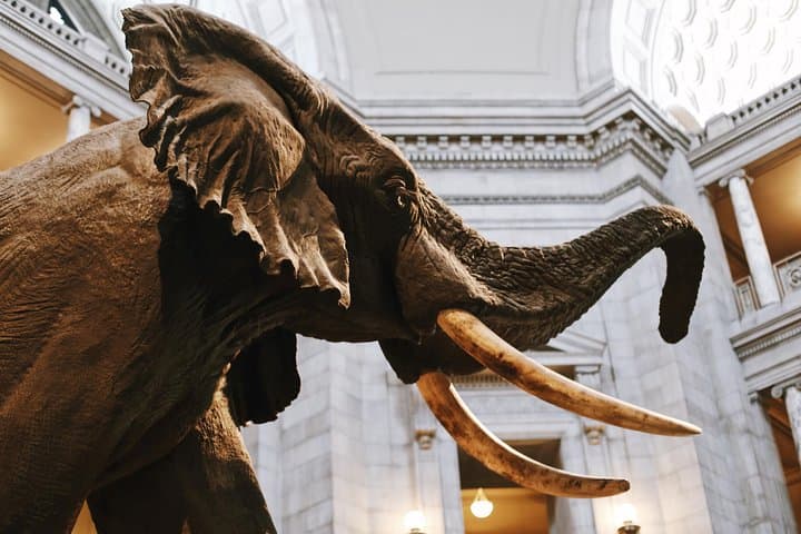 Smithsonian National Museum of Natural History Small-Group Tour: Highlights & Practical Guide photo 4