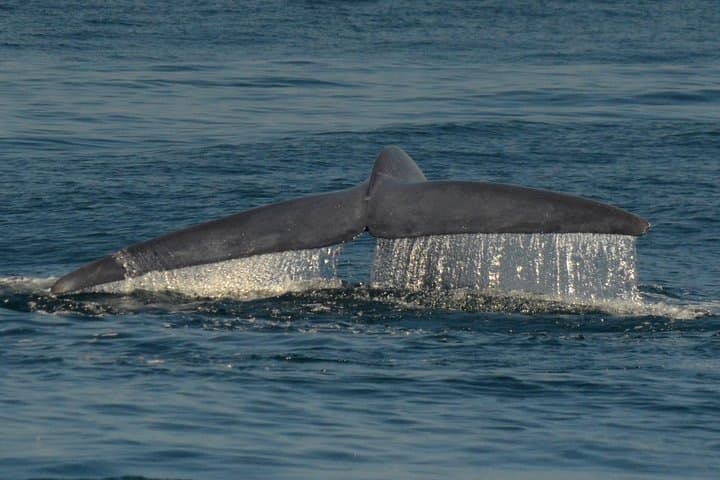 San Diego Whale Watching & Dolphin Cruise from Mission Bay — 2–3 Hour Pacific Safari photo 4