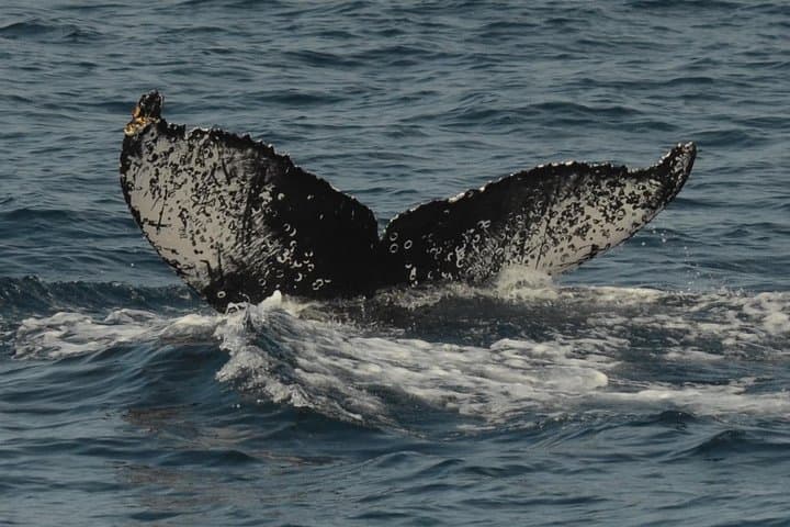 San Diego Whale Watching & Dolphin Cruise from Mission Bay — 2–3 Hour Pacific Safari photo 2