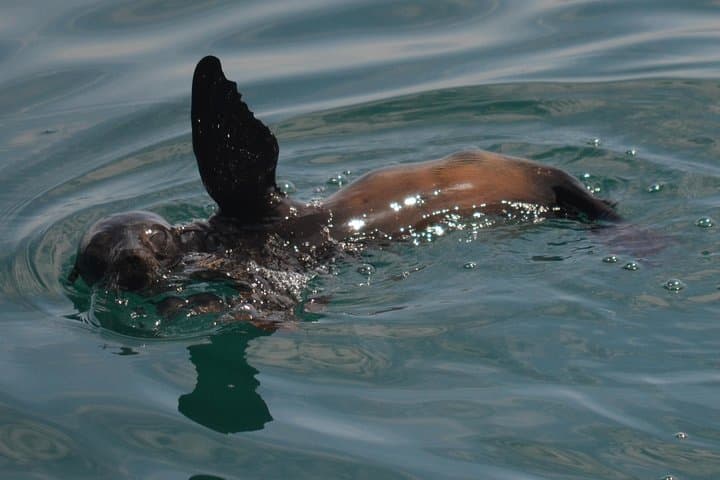 San Diego Whale Watching & Dolphin Cruise from Mission Bay — 2–3 Hour Pacific Safari photo 5