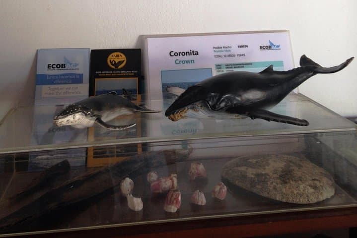 Puerto Vallarta Whale Watching with Marine Biologists: Hydrophones, Humpbacks, and Banderas Bay photo 3
