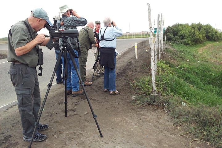 Birdwatching at Pantanos de Villa: 4-Hour Lima Wetlands Guided Tour photo 4