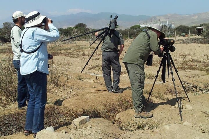 Birdwatching at Pantanos de Villa: 4-Hour Lima Wetlands Guided Tour photo 2