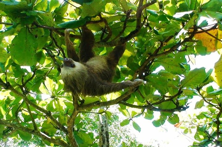 Manuel Antonio Day Tour from San Jose — Beaches, Monkeys & Rainforest Trails photo 4