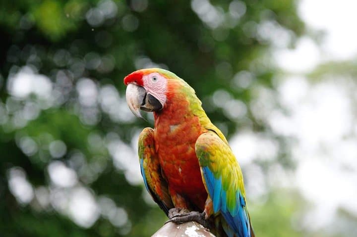 Manuel Antonio Day Tour from San Jose — Beaches, Monkeys & Rainforest Trails photo 6