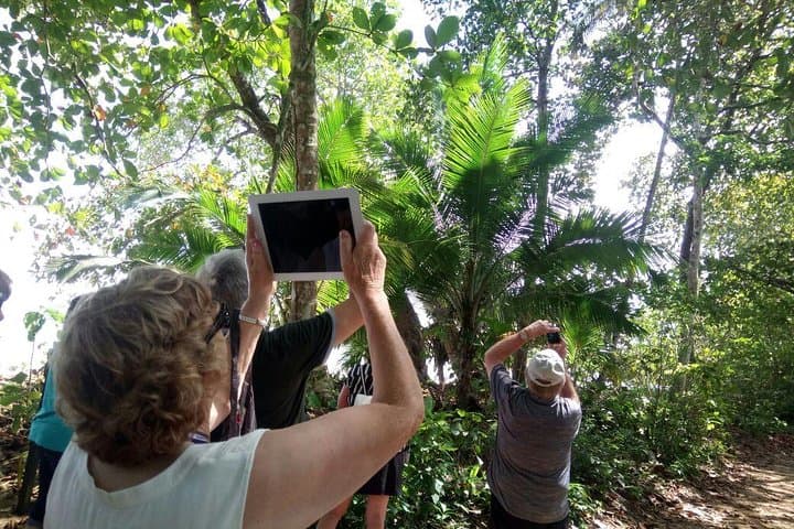 Cahuita National Park Walk & Banana Plantation Shore Excursion from Limón photo 6