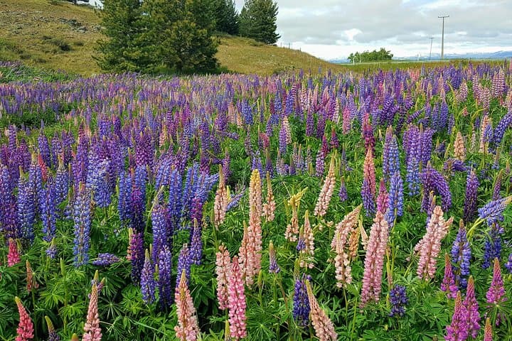Christchurch to Queenstown via Mount Cook & Tekapo — Private Scenic Day Tour photo 5