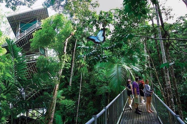 Daintree Discovery Centre: Canopy Walks, Aerial Trails & Rainforest Learning photo 2