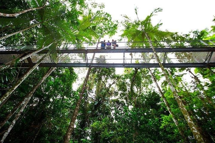 Daintree Discovery Centre: Canopy Walks, Aerial Trails & Rainforest Learning photo 3