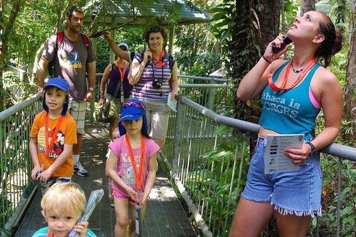 Daintree Discovery Centre: Canopy Walks, Aerial Trails & Rainforest Learning