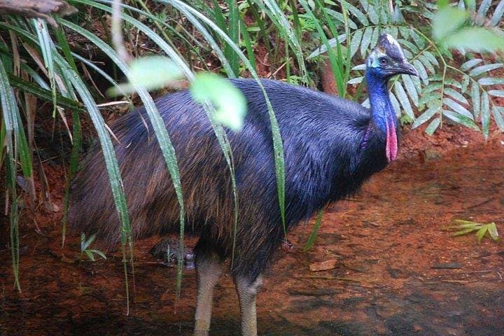 Daintree Discovery Centre: Canopy Walks, Aerial Trails & Rainforest Learning photo 5