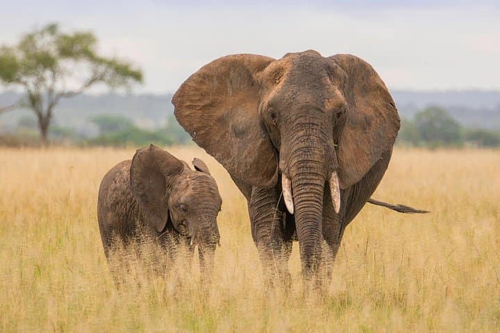 5-Day Simba Safari: Serengeti & Ngorongoro Wildlife Expedition photo 3