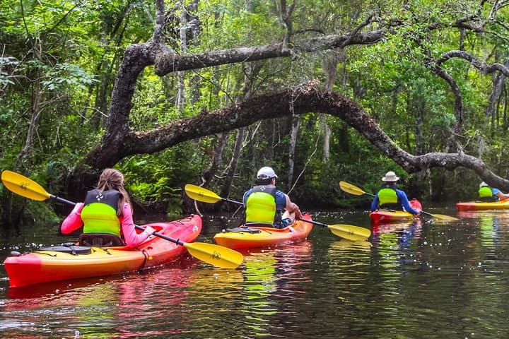 Lofton Creek Kayak Tour — Amelia Island's Blackwater Paddle through Forested Wetlands