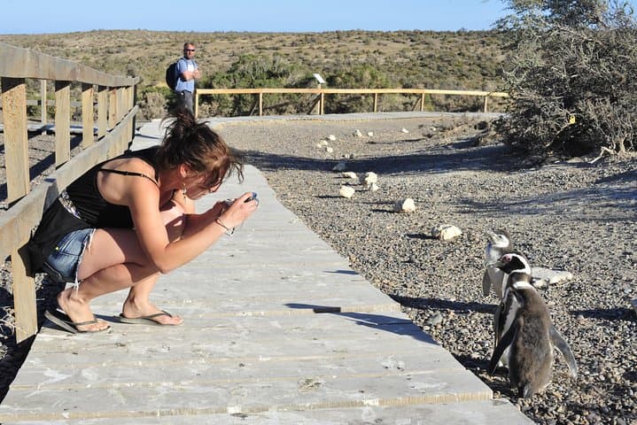 Punta Tombo Penguin Colony Tour from Puerto Madryn — Penguins & Toninas Watching