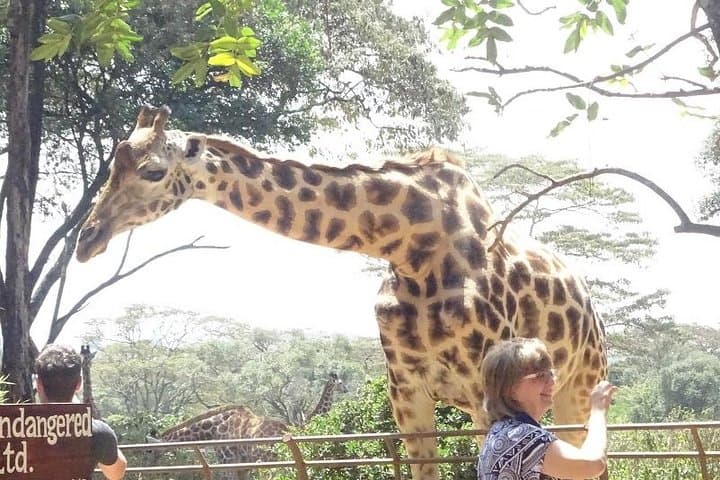 Face-to-Face with Rothschild Giraffes: Nairobi Giraffe Centre Experience photo 5