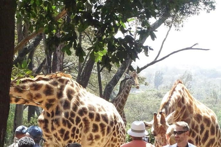 Face-to-Face with Rothschild Giraffes: Nairobi Giraffe Centre Experience photo 6