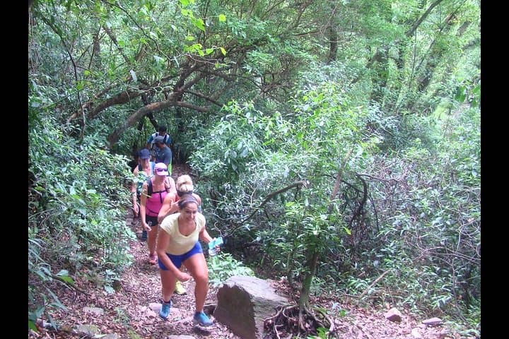 Yungas & El Rey National Park 4x4 Day Tour from Salta — Rivers, River Otters and Montane Jungle photo 4